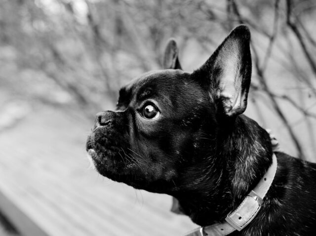 French Bulldog with longer snout