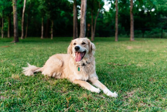 Dog Friendly Garland