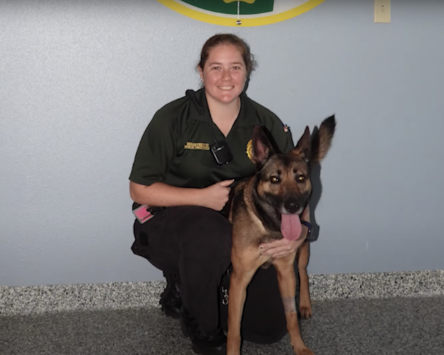 German Shepherd at Animal Services