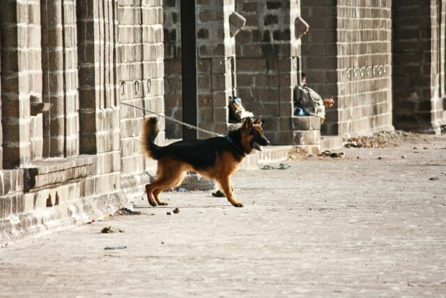 German Shepherd chained up