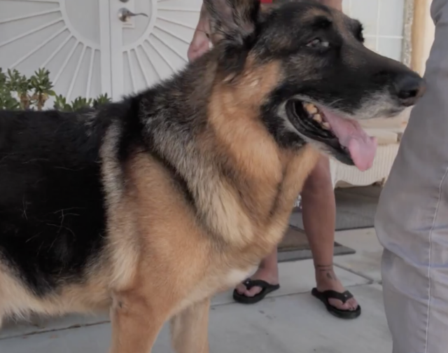 German Shepherd in Storm Drain