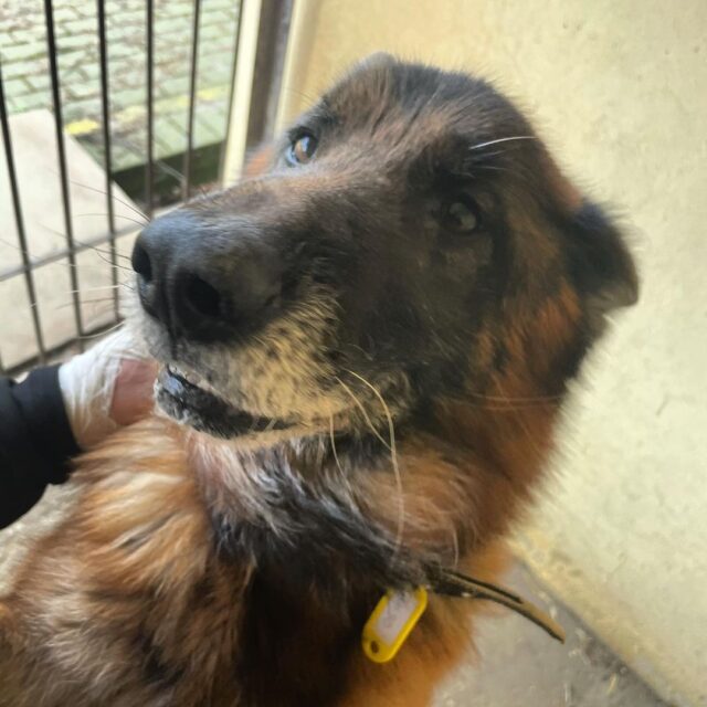 German Shepherd in kennel