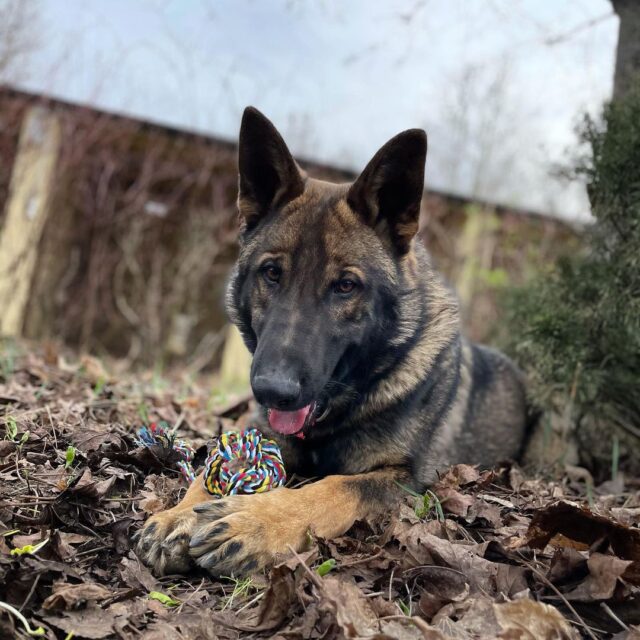 German Shepherd playing with rope toy