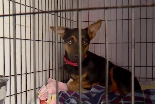 German Shepherd puppy in crate