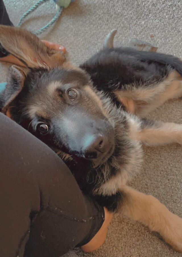 German Shepherd puppy snuggling