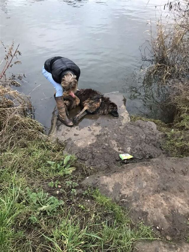 German Shepherd saved from drowning