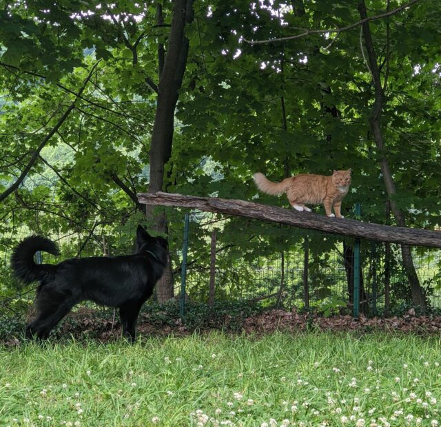 German Shepherd with cat