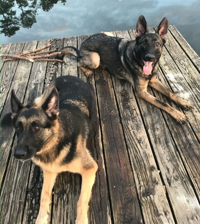 German Shepherds die at boarding