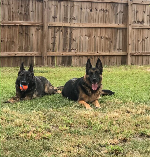 German Shepherds relaxing outside