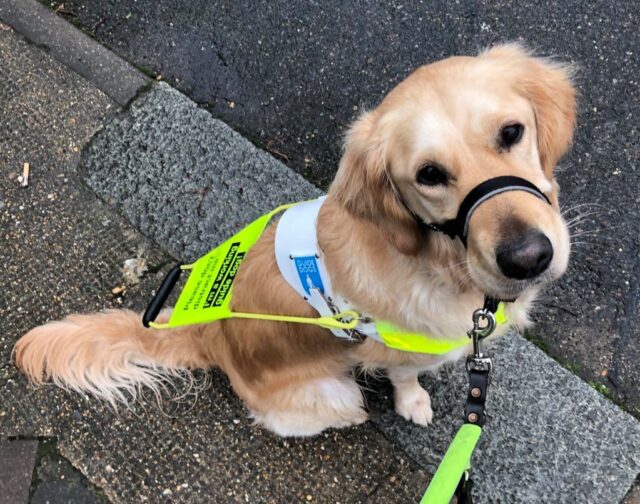 Golden Retriever Guide Dog