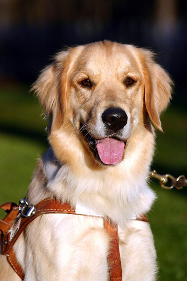 Golden Retriever service dog