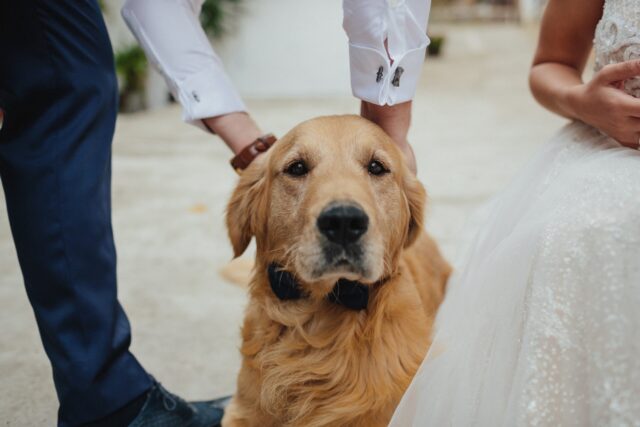 Golde Retriever at wedding