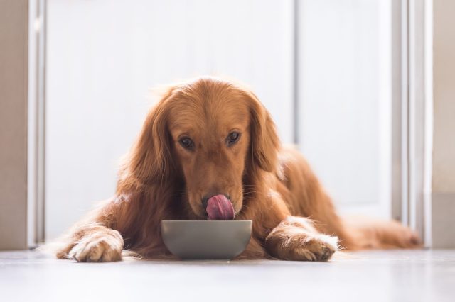 Golden Retriever eating food