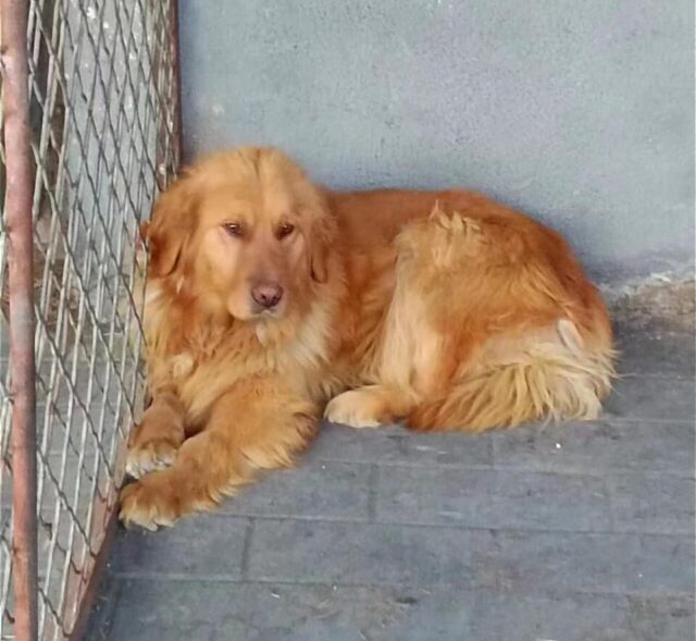 Golden Retriever in Kennel