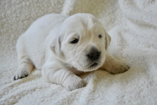 Golden Retriever puppy