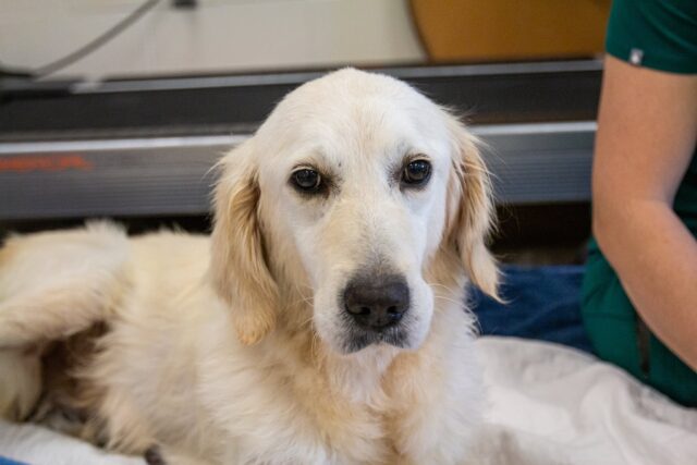 Golden Retriever from Puppy Mill