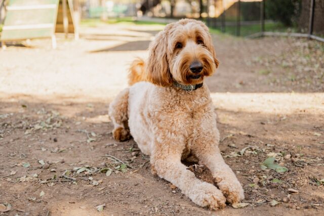 Goldendoodle