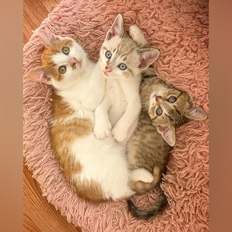 Goose, Newt, and Gator, kittens in Manitoba