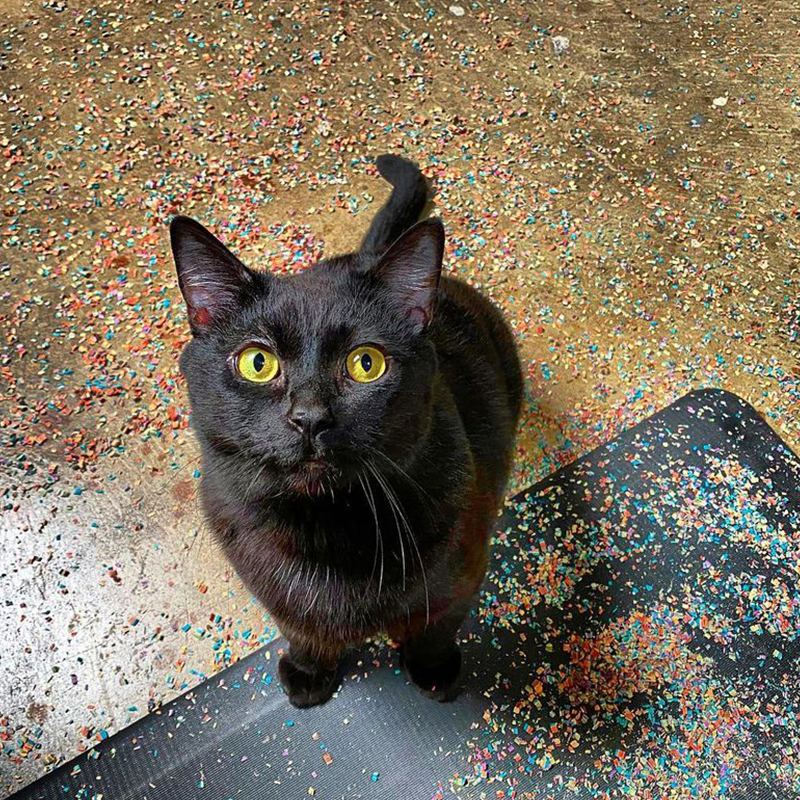 Justin and Kristin LaRose, Grizzly the Shop Cat, Recycled Skateboard Art, Woodworking, Woodturning, Long Beach, California, Black Cats, Rainbow Wood Shop, 8