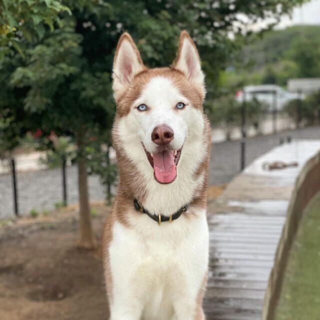 Grover the Husky