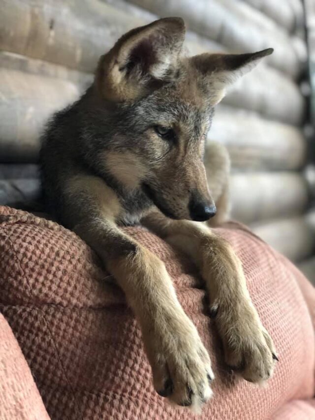 Growing Wolf Puppy