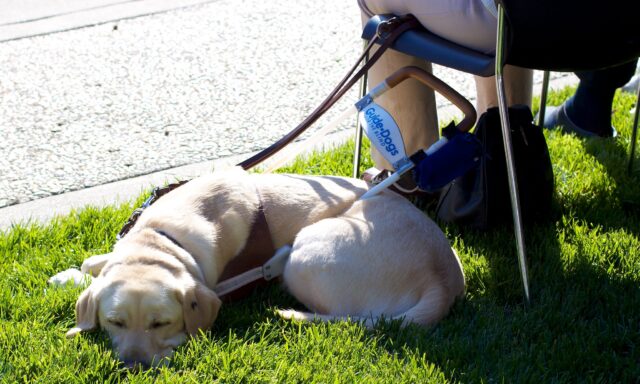 Guide Dog resting outside