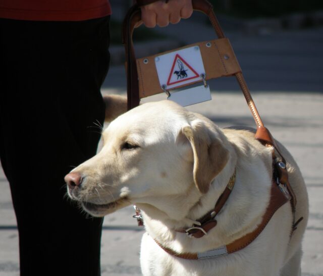 Guide dog walking