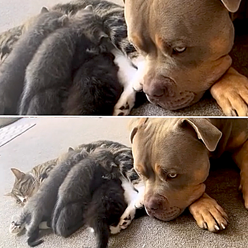  O Pavez and Gunner, Gunner the Stunner, Pit Bull, American XL Bully, Nanny dog, dog cares for litter of kittens, UK, gentle giants, dogs and cats, dogs with kittens, House Hippo, 1