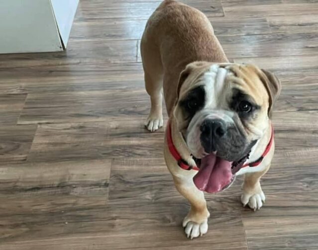 Hank the Bulldog Puppy