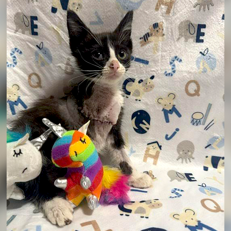 Tadpole the kitten, amputation, leg injury, Happy Tailz Cat Rescue Inc., Britt Lynn, Tampa, Florida, Jay Ryon, Plummer Pet Hospital, Easterseals Florida Camp Challenge, Maggie Denk, amputee, unicorn