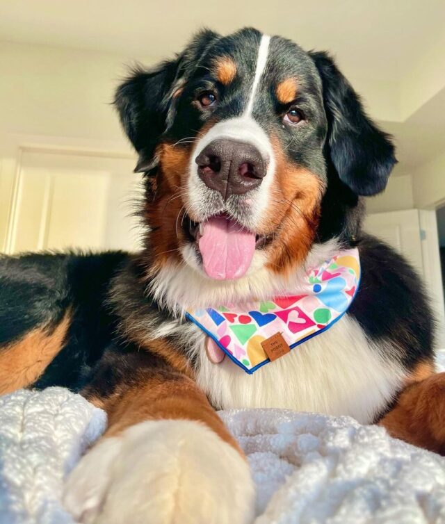 Happy Bernese Mountain Dog