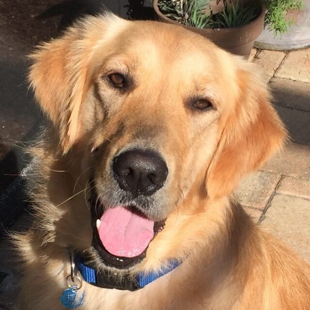 Happy Golden Retriever