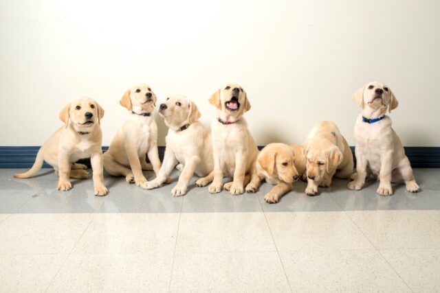 Happy Lab Puppies