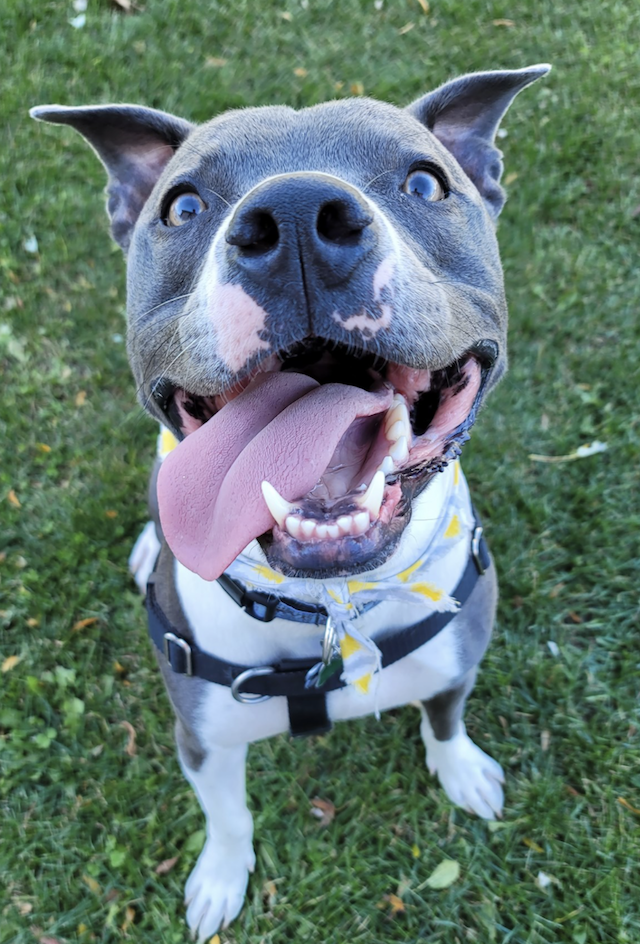 Happy Pit Bull