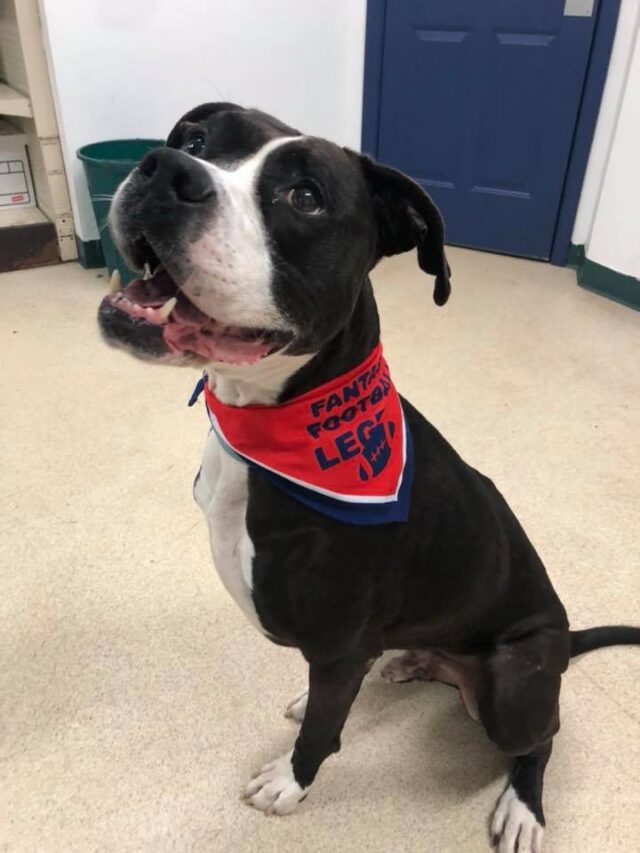 Rescue Dog Wearing Bandana