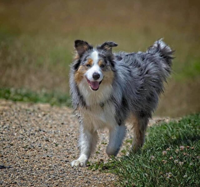 Happy dog going for walk