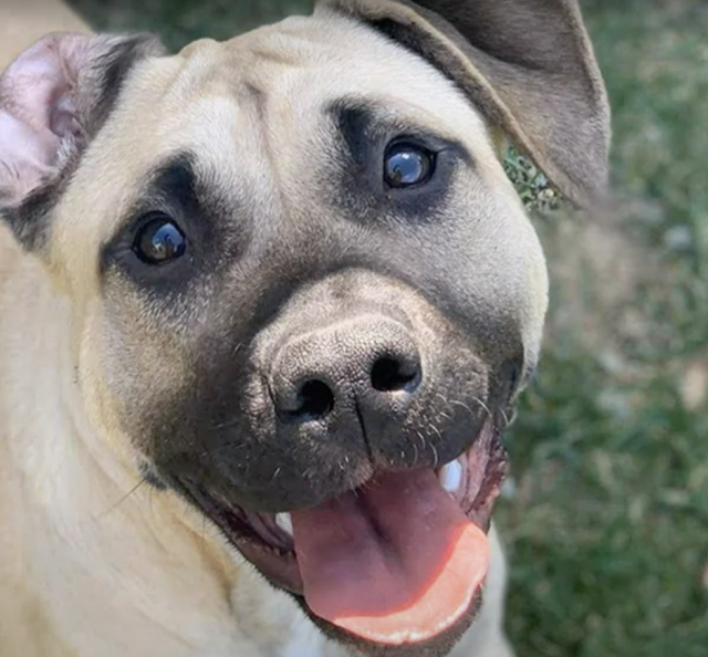 Happy dog with floppy ears