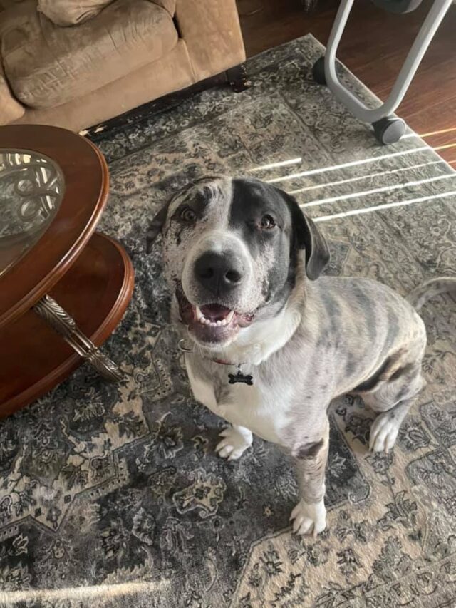 Happy puppy lost in desert