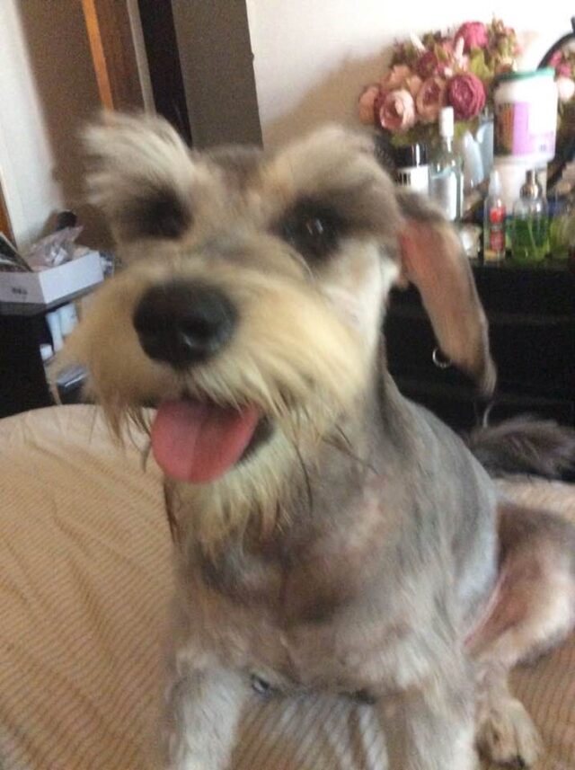 Happy Schnauzer