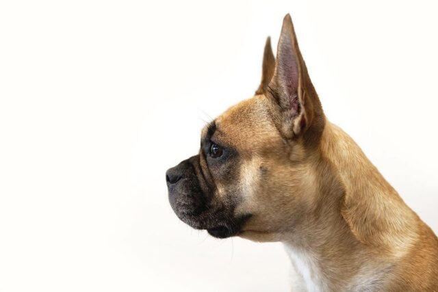 Healthy French Bulldog profile