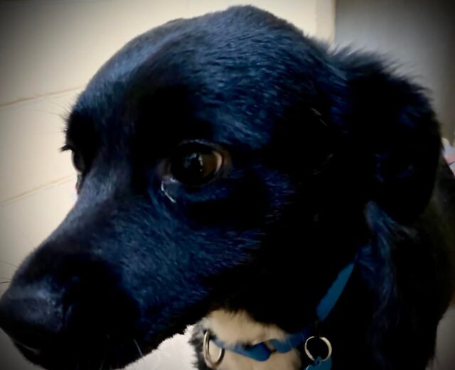 Hero Border Collie close-up