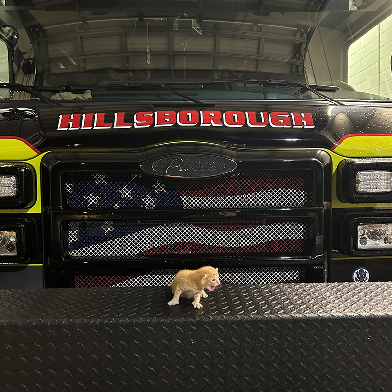  Hillsborough County Fire Rescue, Tampa, Florida, 10 kittens saved from home fire, Foster Squad, Pet Resource Center, Hillsborough County, pet oxygen masks, 12