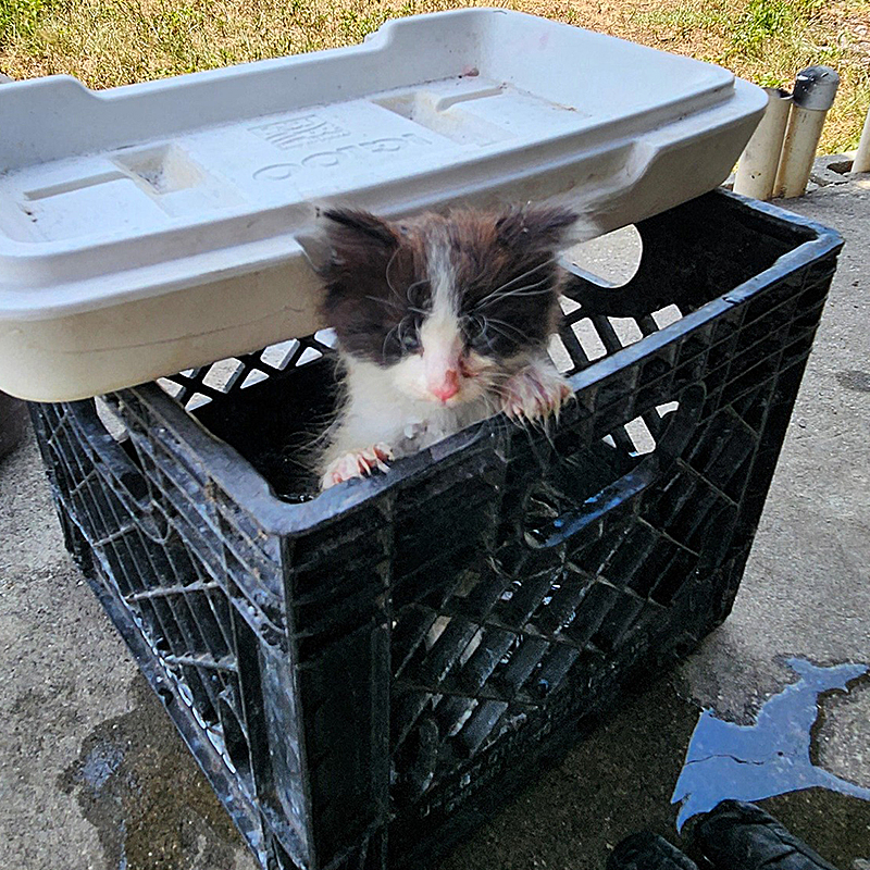  Hillsborough County Fire Rescue, Tampa, Florida, 10 kittens saved from home fire, Foster Squad, Pet Resource Center, Hillsborough County, pet oxygen masks, 2