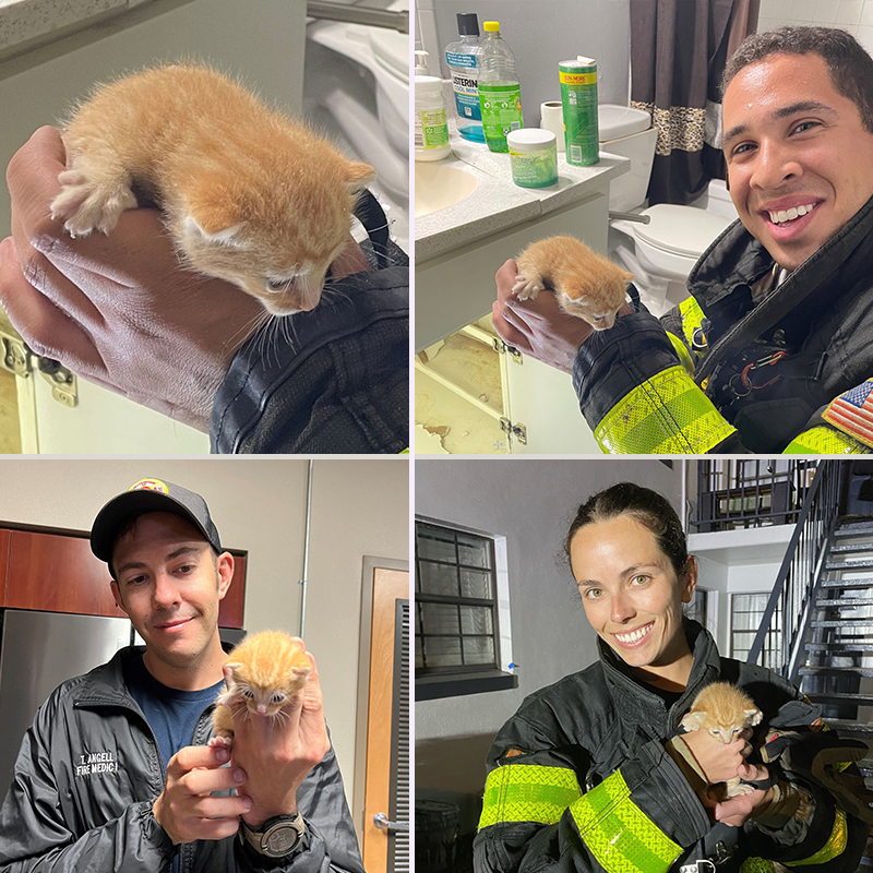  Hillsborough County Fire Rescue, Tampa, Florida, 10 kittens saved from home fire, Foster Squad, Pet Resource Center, Hillsborough County, pet oxygen masks, 11