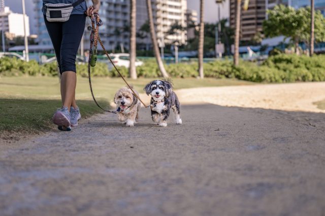 Dog Friendly Honolulu