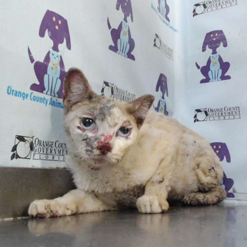 Hope looks at the camera at Orange County Animal Services in Orlando, Florida