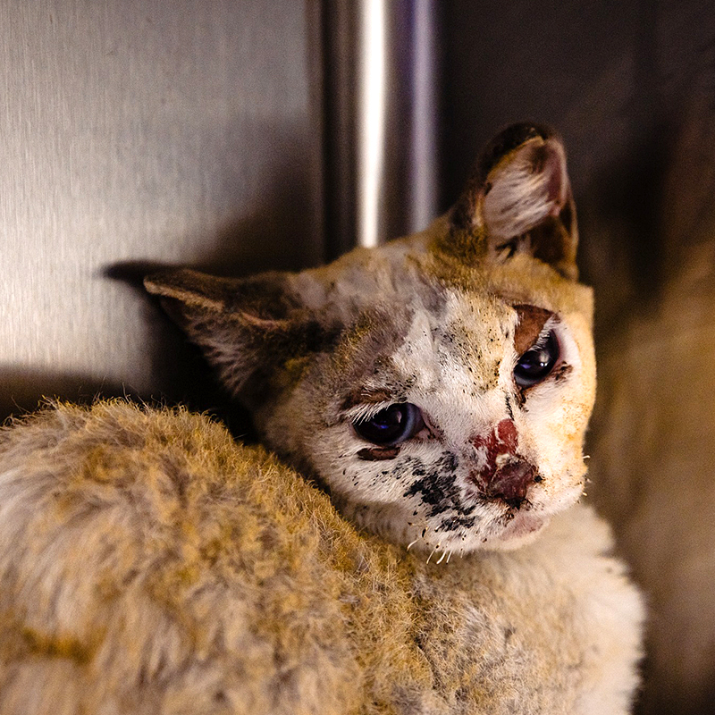 Hope looks at the camera at Orange County Animal Services in Orlando, Florida, 2