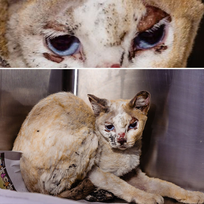 Hope looks at the camera at Orange County Animal Services in Orlando, Florida, 3