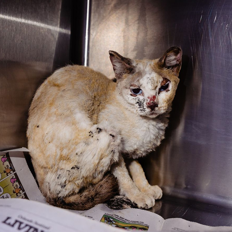 Hope, Orlando area cat that survived a house fire, Orange County Animal Services, fire cat