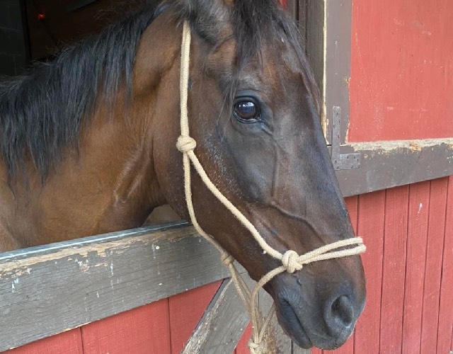 Horse in stall